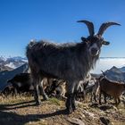 Tierisches Gipfeltreffen