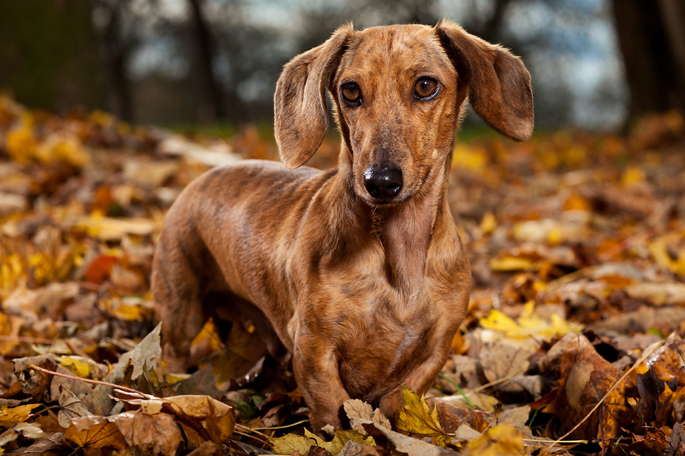 Tierisches Herbst-Shooting II