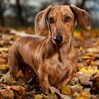 Tierisches Herbst-Shooting II