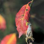 Tierisches? - Hoffnung ist ein langes Seil...