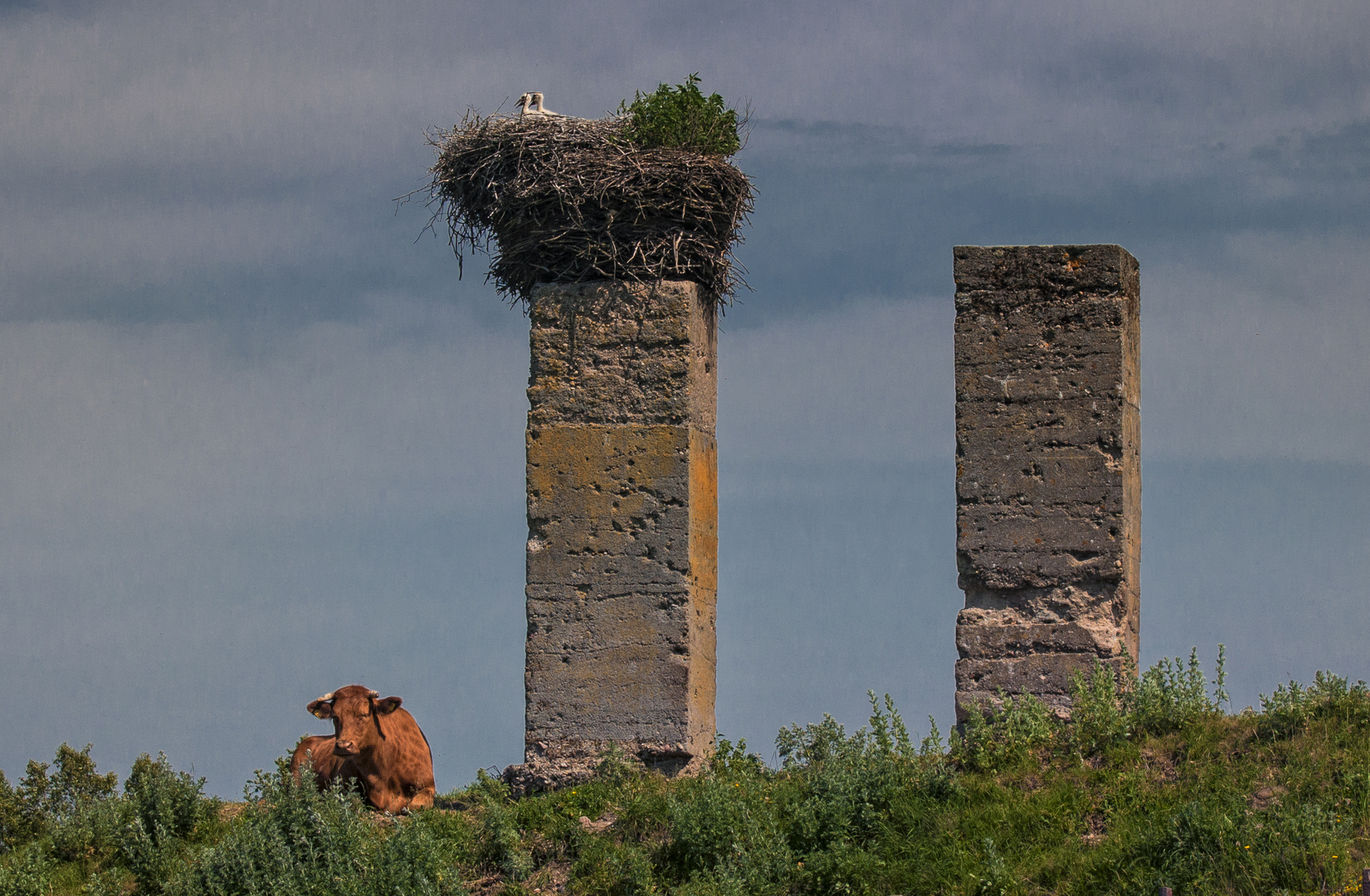 Tierisches Idyll