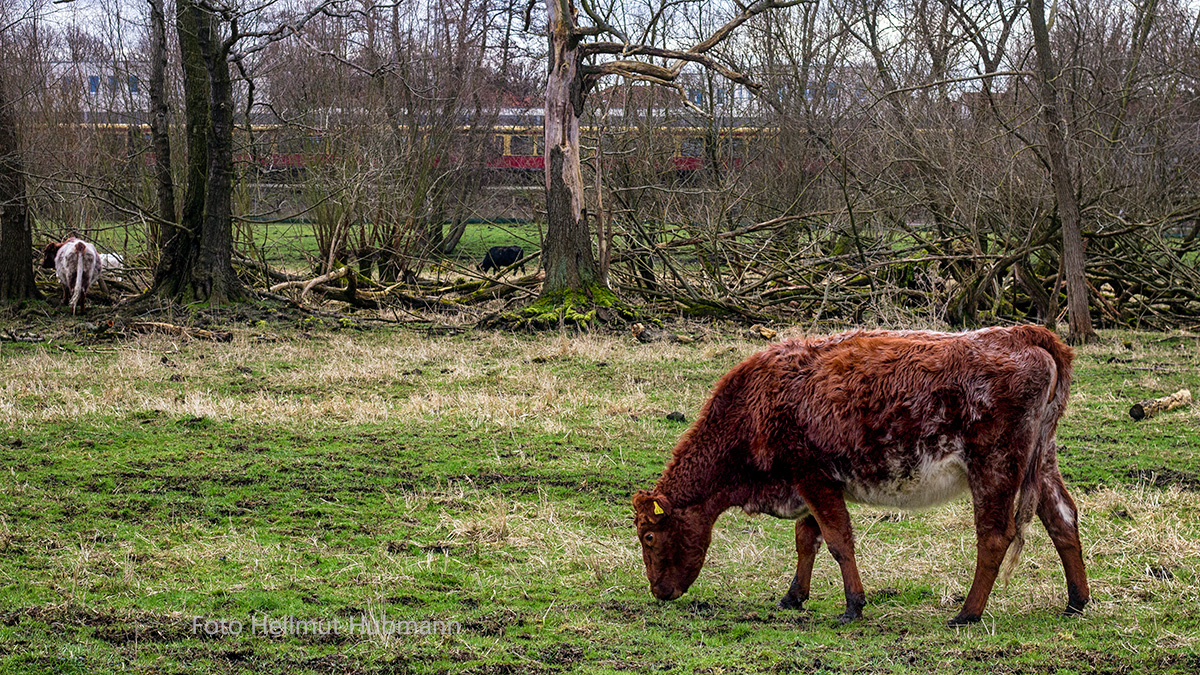 TIERISCHES LEBEN IM ERPETAL INNERHALB DER BERLINER STADTGRENZEN