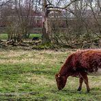 TIERISCHES LEBEN IM ERPETAL INNERHALB DER BERLINER STADTGRENZEN