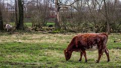 TIERISCHES LEBEN IM ERPETAL INNERHALB DER BERLINER STADTGRENZEN