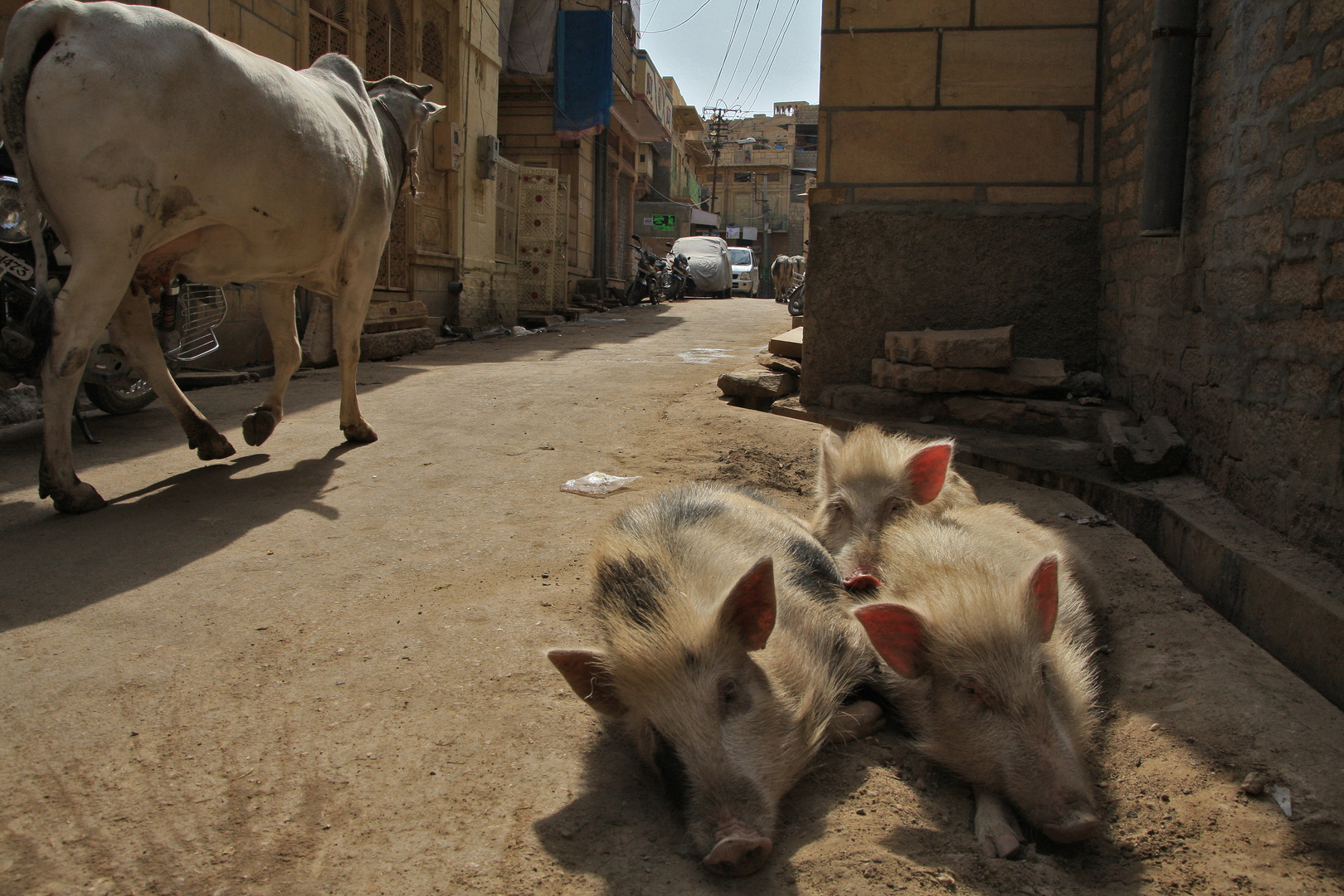 Tierisches Leben in Jaisalmer (Indien)