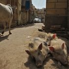 Tierisches Leben in Jaisalmer (Indien)