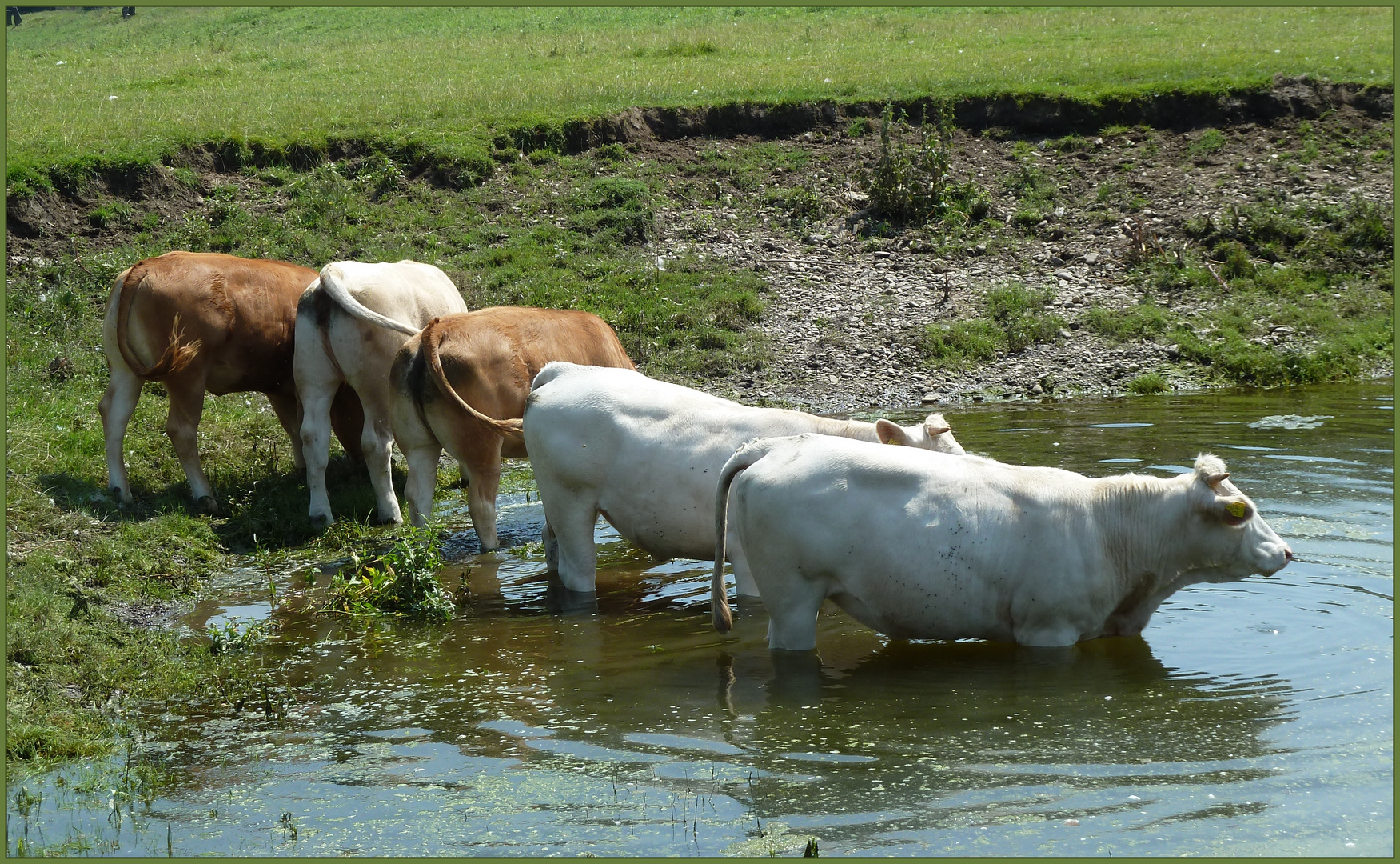 Tierisches Quintett