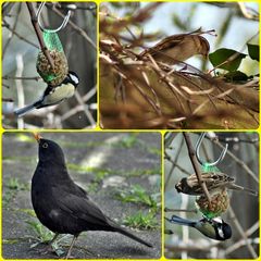 Tierisches Treiben im Garten