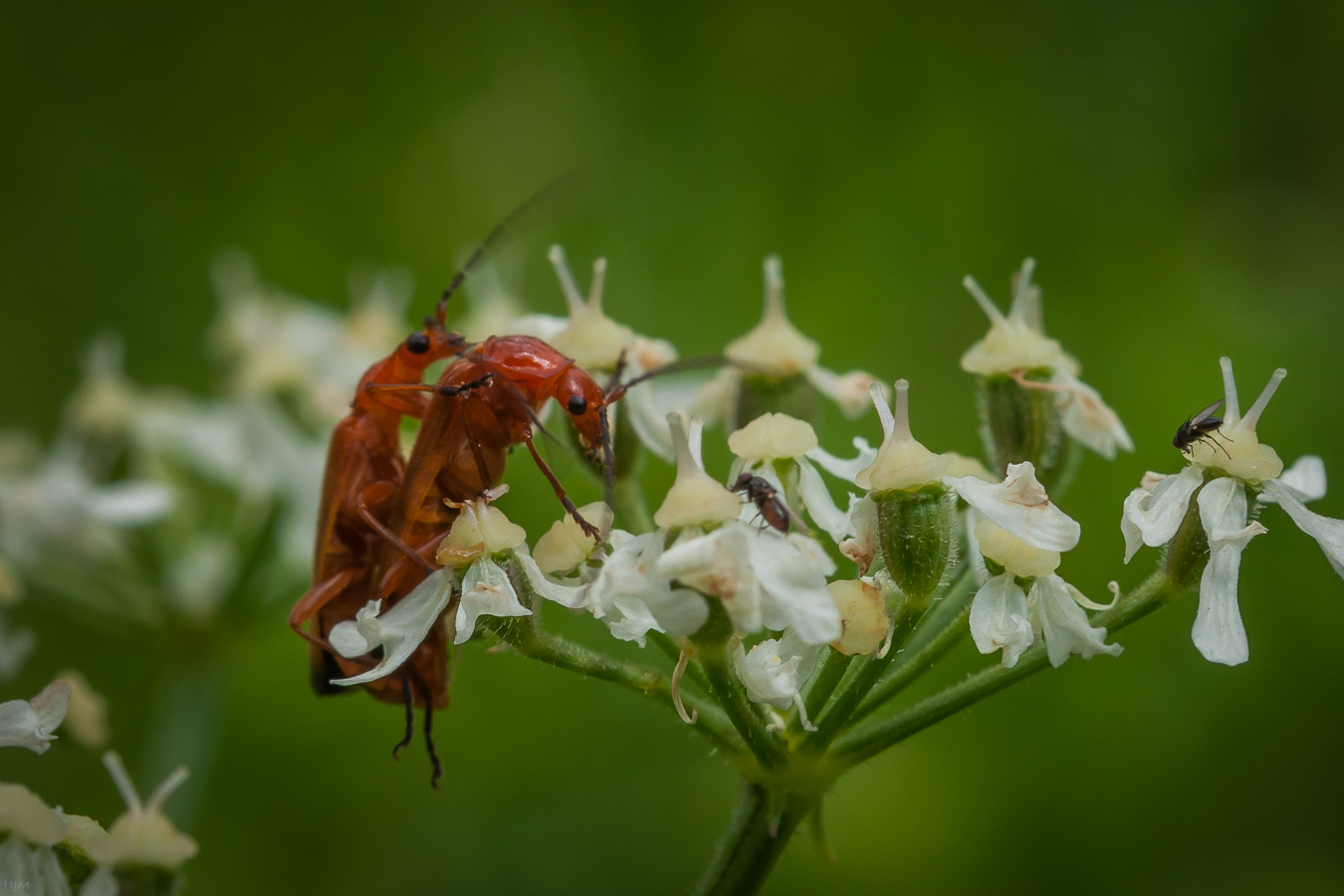 Tierisches Vergnügen