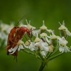 Tierisches Vergnügen