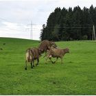 Tierisches Vergnügen