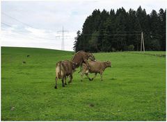 Tierisches Vergnügen