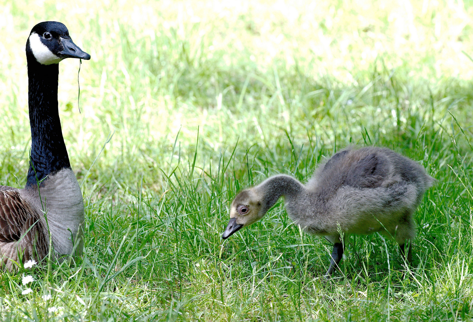 Tierisches Vertrauen