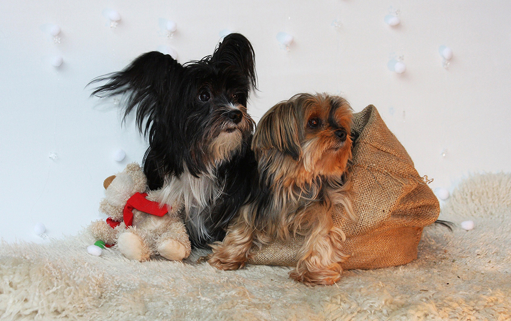 tierisches Vorweihnachts-Shooting