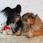 tierisches Vorweihnachts-Shooting