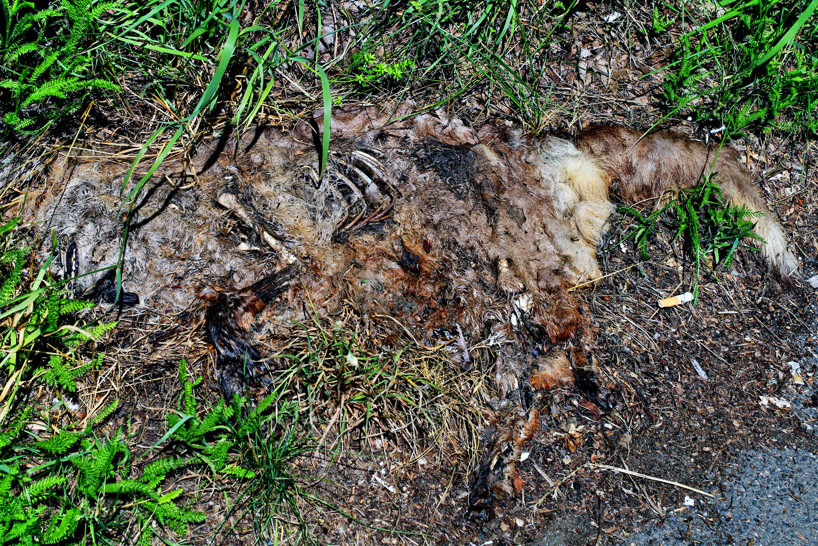 Tierkadaver am Straßenrand