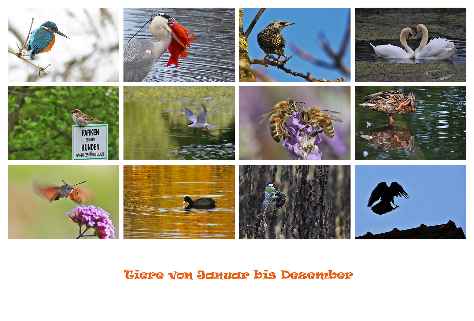 Tierkalender