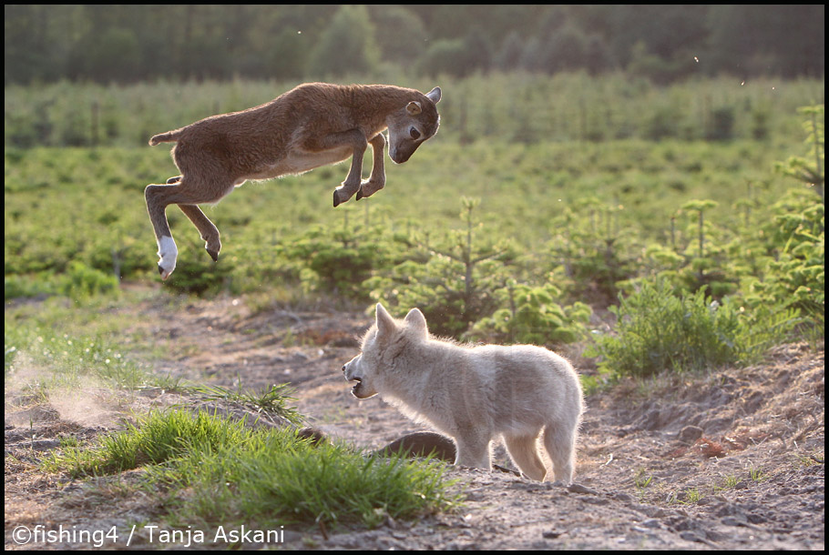 Tierkinder 2010