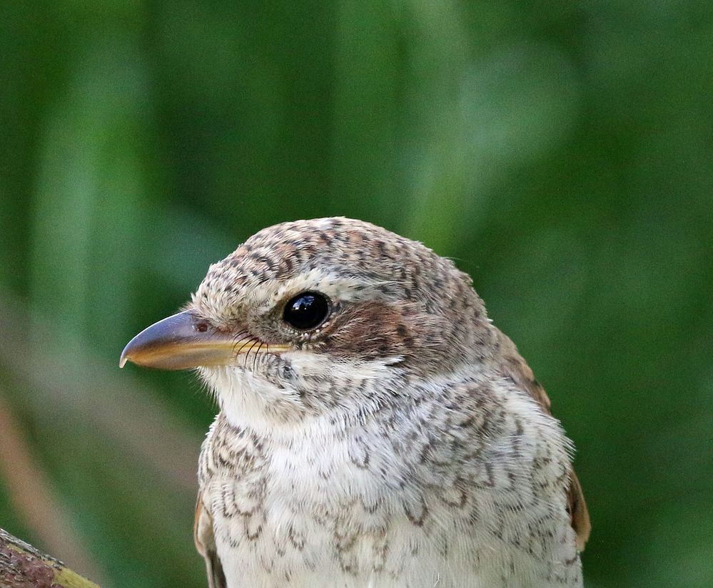 Tierkinder 2018