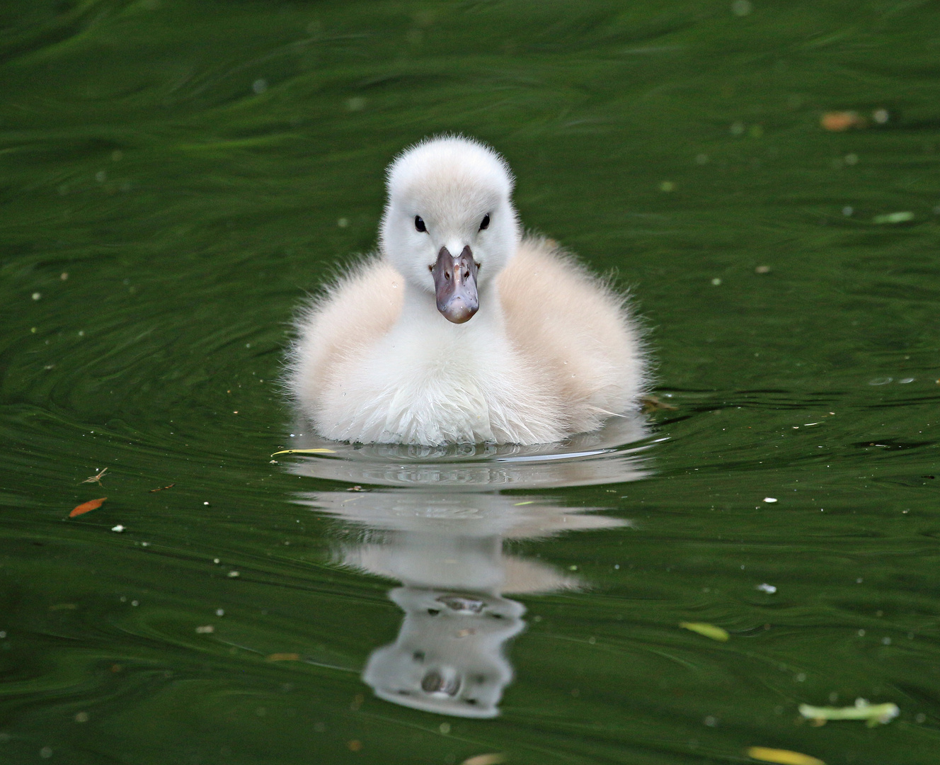 Tierkinder 2018