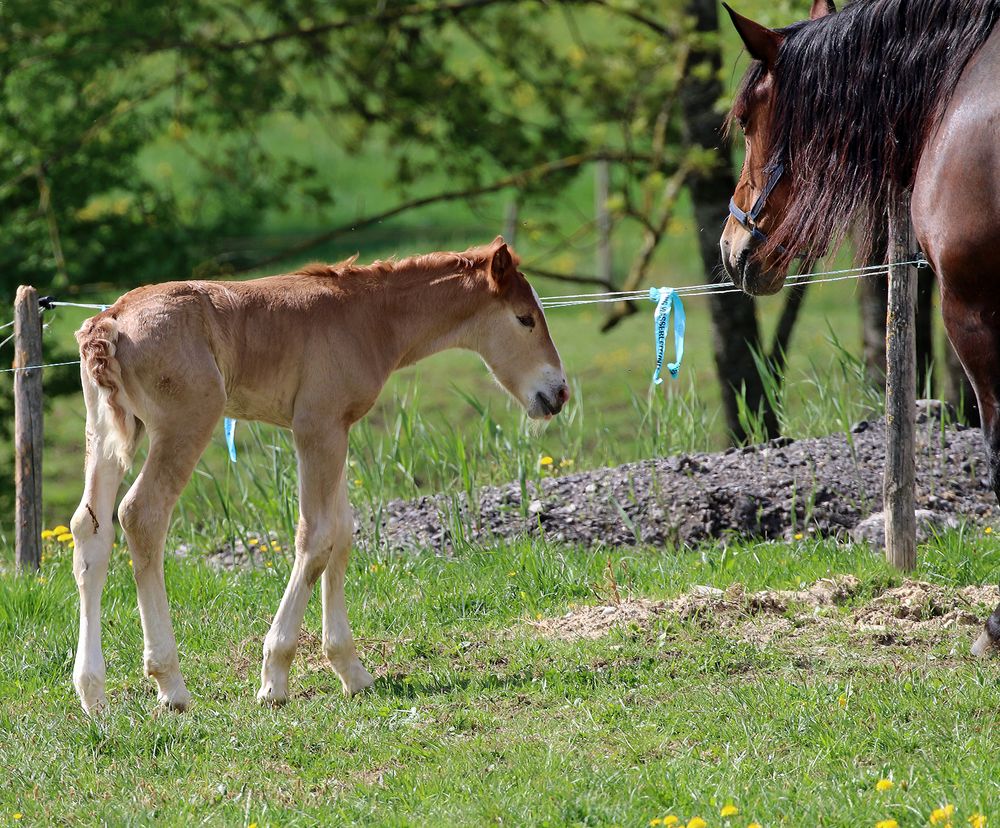 Tierkinder 2018