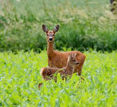 Tierkinder 2019