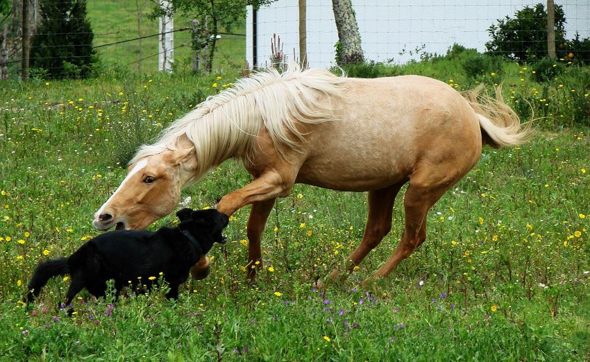 Tierkinder