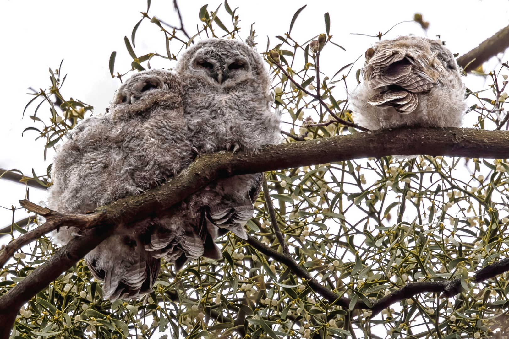  Tierkinder