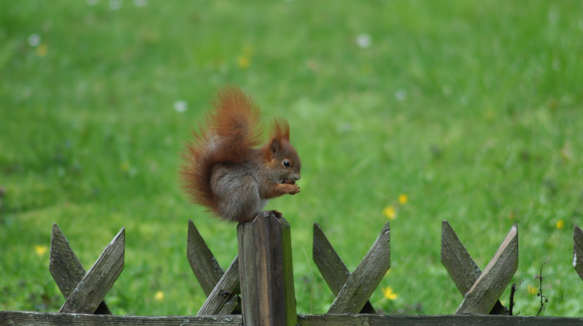 Tierkinder 