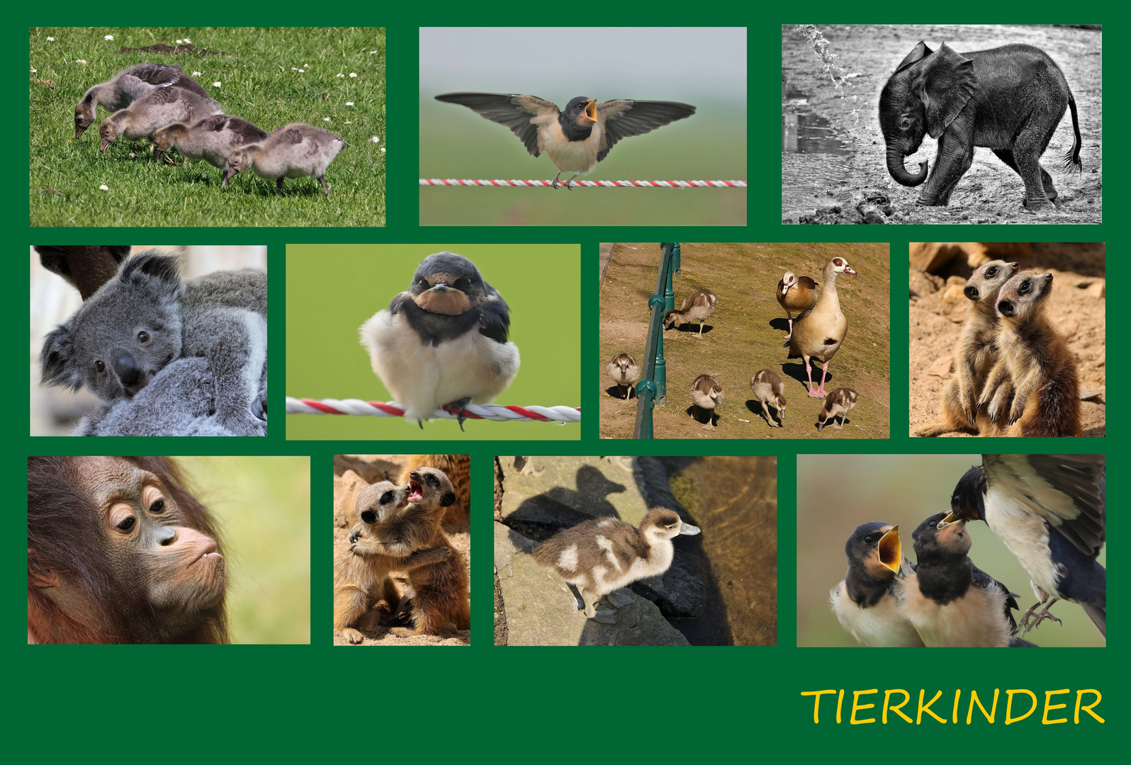 Tierkinder