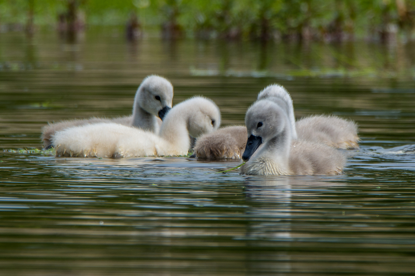 Tierkinder