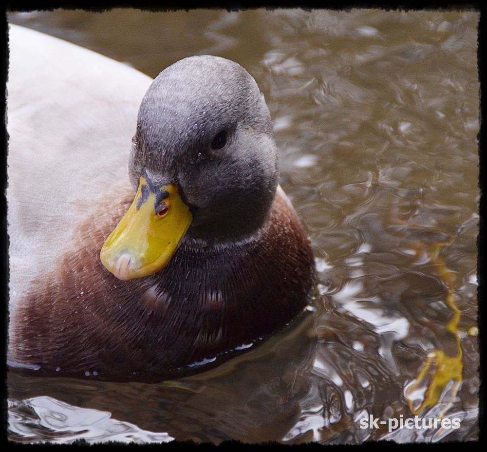 Tierkinder im Winter...