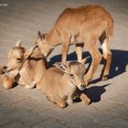 Tierkinder im Wormser Zoo