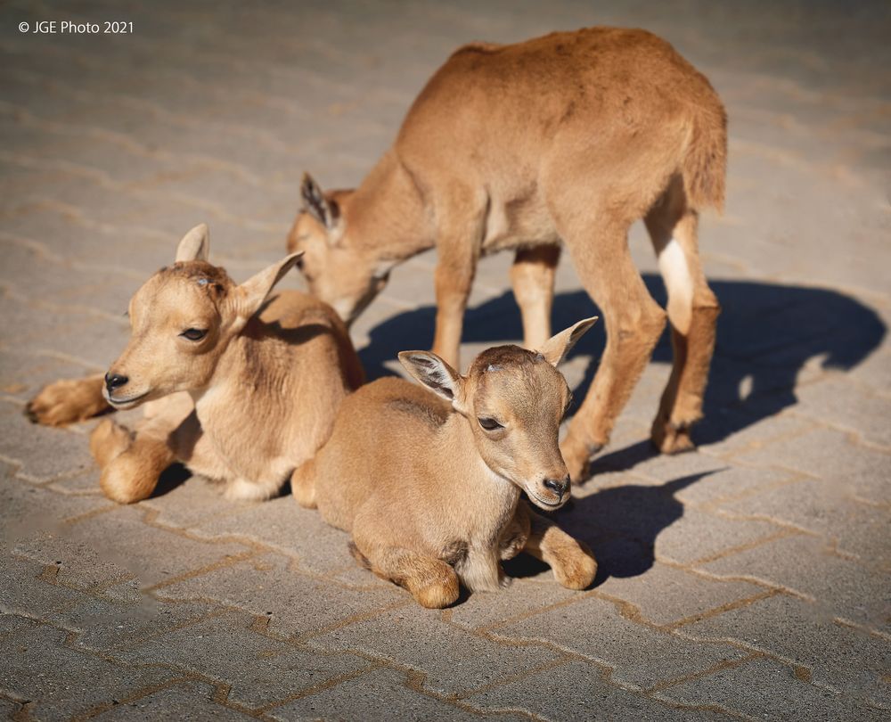 Tierkinder im Wormser Zoo