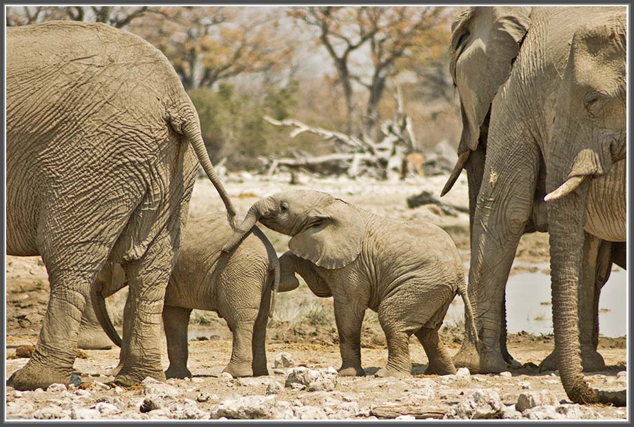 Tierkinder spielen