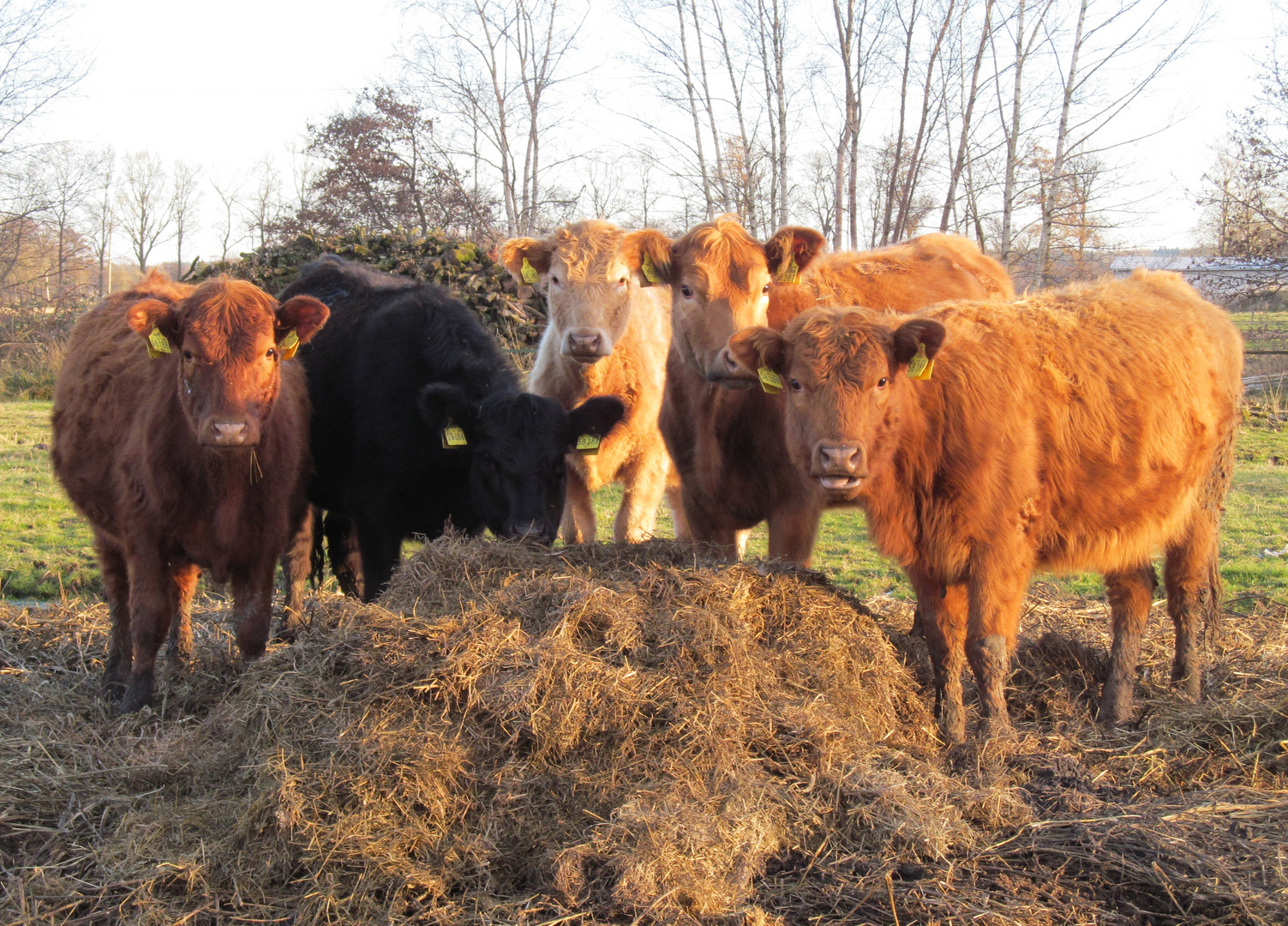 Tierkonferenz ..... mit Abendbrot !