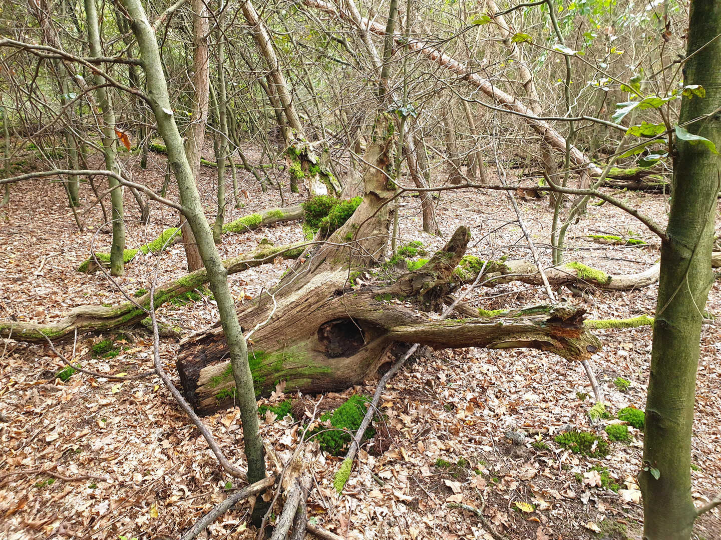 Tierkopf im Wald