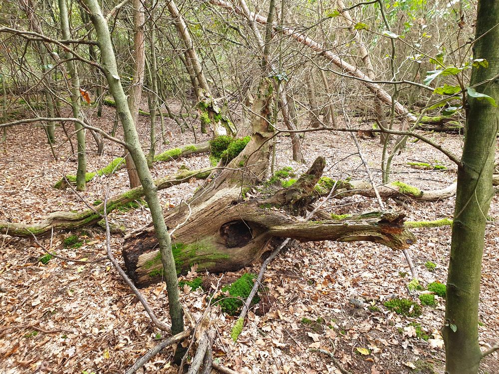 Tierkopf im Wald