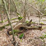 Tierkopf im Wald