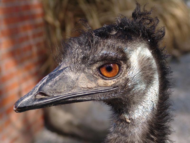 Tierkopf rätsel (glöst von Christa: Emu) Glückwunsch!