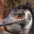 Tierkopf rätsel (glöst von Christa: Emu) Glückwunsch!