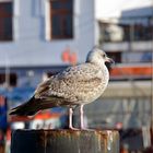 Tierleben am Alten Strom in Warnemünde