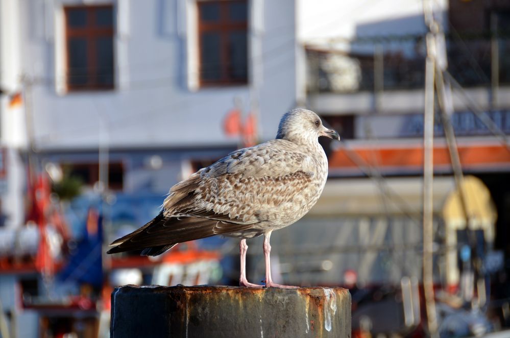 Tierleben am Alten Strom in Warnemünde