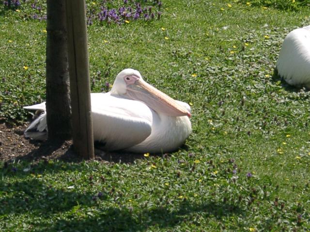 Tierleben am Buckingham Palace 2