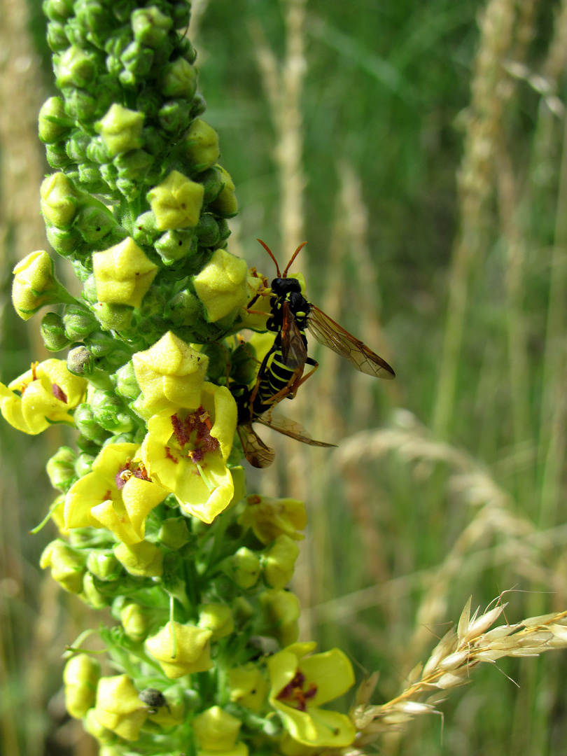 Tierleben an Blüten am Wegesrand