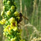 Tierleben an Blüten am Wegesrand