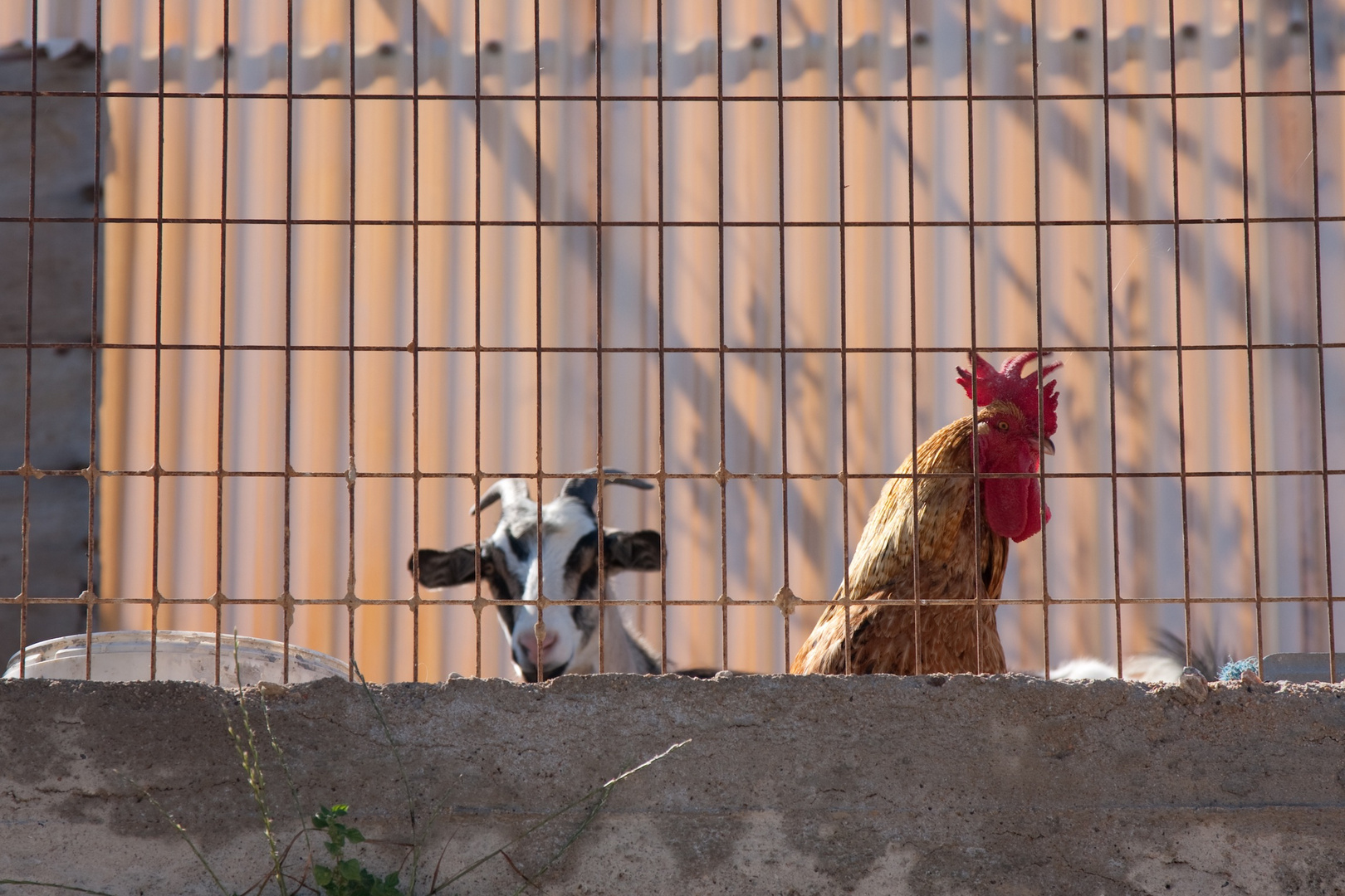 Tierleben auf Santorin