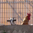 Tierleben auf Santorin