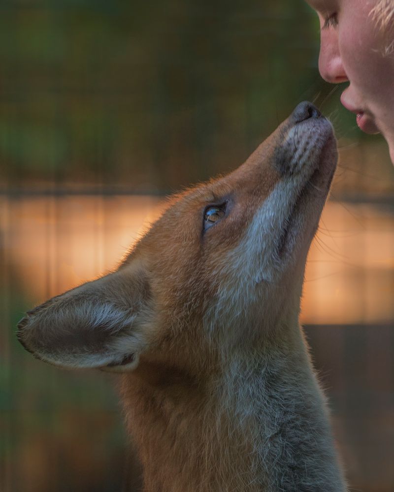 Tierliebe