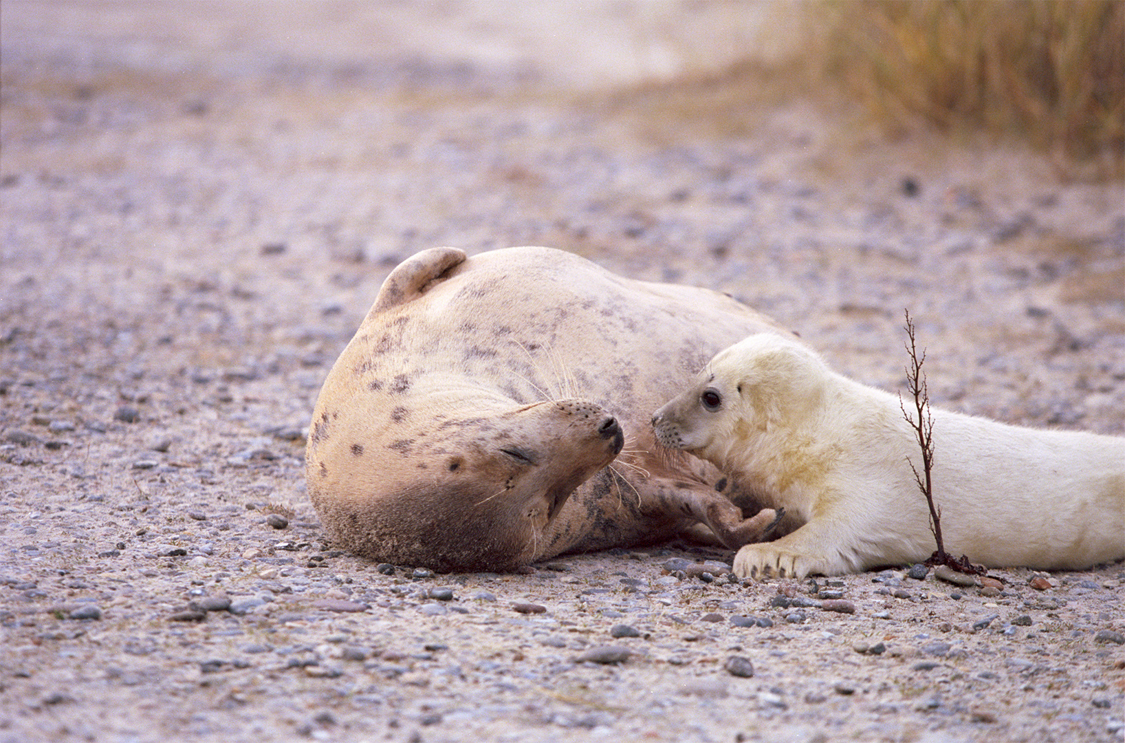 Tierliebe